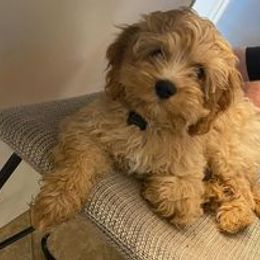 Cavapoo Puppies from Jessie's Puppies