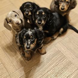 Dachshund Puppies from DT Dachshunds