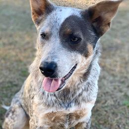 Australian Cattle Dogs from Amber Molina's Australian Cattle Dogs