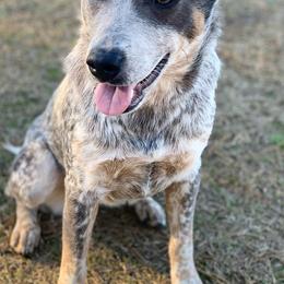 Australian Cattle Dogs from Amber Molina's Australian Cattle Dogs