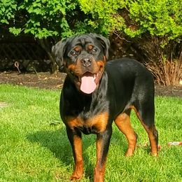 Rottweiler Puppies from Iron Clad Rottweiler