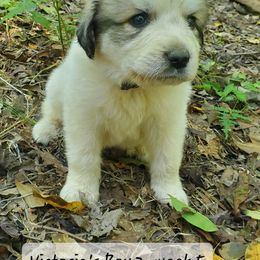 Boy 2 - White and badger male Great Pyrenees puppy in Nicholson, Georgia from Pony Trail Farm