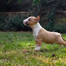 Miniature Bull Terrier Puppies from Joyful miniature bull terriers