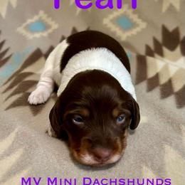 Pearl - Piebald female Dachshund puppy in Carlsbad, Texas from MV Mini Dachshunds