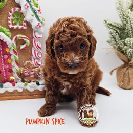 Boy 1 - Red  male Poodle puppy in Salem, Missouri from Meadowbrook Poodles