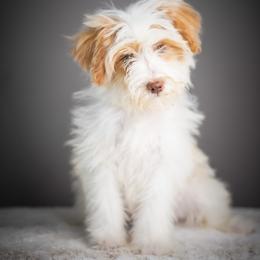 Mikey - Apricot male Schnoodle puppy in Caldwell, Idaho from Boise Doodle Co.