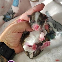 Lucy - Chocolate merle and tan tri female Pomeranian puppy in Illinois from Maribel Poms