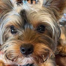 Yorkshire Terriers from Griffin's Yorkshire Terriers