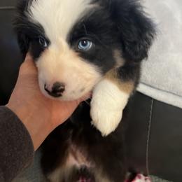 Aussiedoodle and Australian Shepherd Puppies from Queen Bee Aussies