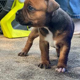 Danika - Red and white female Staffordshire Bull Terrier puppy in Monroe, Georgia from Irresistibull Staffords