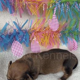 Girl 2 - Sable female Dachshund puppy in Brandon, Mississippi from A & N Kennels