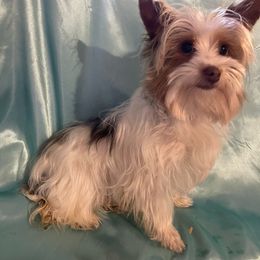 Mac - Yorkshire Terrier