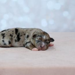 Stella - Blue merle female Miniature Australian Shepherd puppy in Wichita Falls, Texas from Shooting Stars Ranch Toy and Mini Aussies