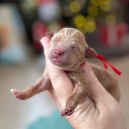 Cranberry - Red  female Goldendoodle puppy in Wharton, Texas from Little Fur Friends