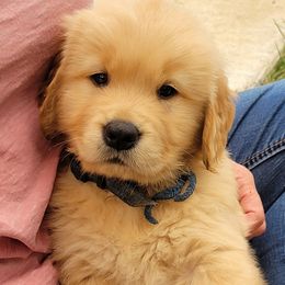 Golden Retrievers from Browns Golden Delights
