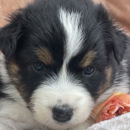 Cabbys - Australian Shepherd puppy from Cranberry Hill Aussies