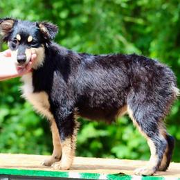 JJ - Black tri female Miniature Australian Shepherd puppy in Patterson, North Carolina from DreamLine Aussies