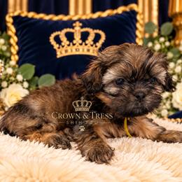 Princess Sparks - Red and tan female Shih Tzu puppy in Xenia, Ohio from Crown & Tress Shih Tzu