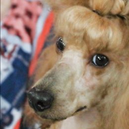 Poodles from Silver Moon Poodles