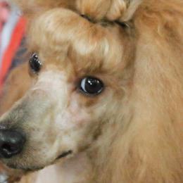 Poodles from Silver Moon Poodles