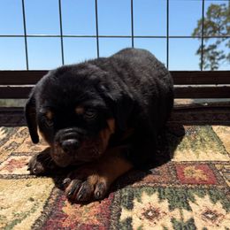 Red boy - Black and mahogany male Rottweiler puppy in Grass Valley, California from Vom Haus Flores