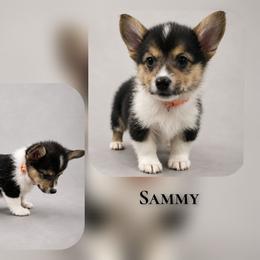 Sammy - Black and tan male American Corgi puppy in Charleroi, Pennsylvania from Twilight Hollow Corgis