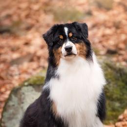 Australian Shepherds from Zerlahn