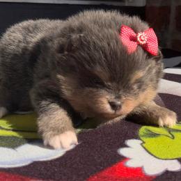 Blue n tan - Blue and tan female Pomeranian puppy in Fayetteville, North Carolina from Tar-heel Poms