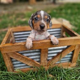 Summer Black and tan dapple pie - Black and tan female Dachshund puppy in Herald, California from Bluegum Dachshunds