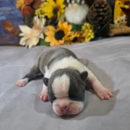 Lando - Blue male Boston Terrier puppy in Kingsport, Tennessee from Irish Heart Bostons