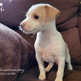 Rat Terrier Puppies from Country Rat Terriers