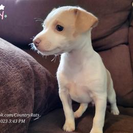 Rat Terrier Puppies from Country Rat Terriers