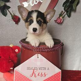 Lil Smokie-Docked tail - Black and tan male Pembroke Welsh Corgi puppy in Deming, New Mexico from Dragon Ridge Corgis