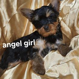 KA girl - Blue and gold female Yorkshire Terrier puppy in Alburnett, Iowa from Hobbs Shire Yorkies