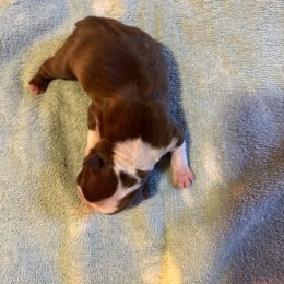 Boy 2 - Boston Terrier puppy in Newport, Oregon from Blue Coast Bulldogs