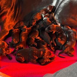 Girl 3 - Black and rust female Doberman Pinscher puppy in Lake City, Florida from Paintedcrazy Doberman Pinchers