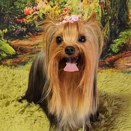 Remi - Yorkshire Terrier