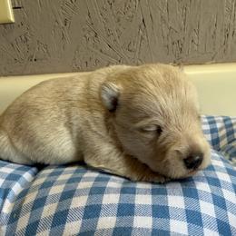 Wheaten boy 2 - Wheaten male Scottish Terrier puppy in Nickelsville, Virginia from Pecan Creek