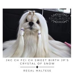 Top - Maltese