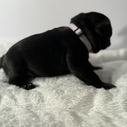 French Bulldog Puppies from Puget Sound Frenchies