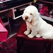 Clumber Spaniel Puppies from Casmirclumbers