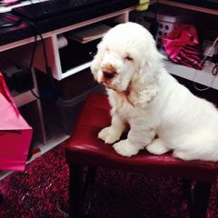 Clumber Spaniel Puppies from Casmirclumbers