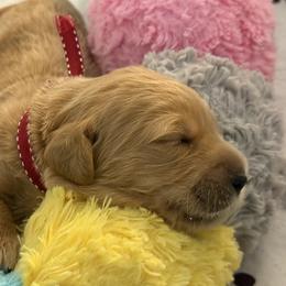 RUBY - Red  female Goldendoodle puppy in Porter Ranch, California from Jasperdoodle.com