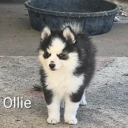 Ollie - Black and white male Pomsky puppy in Blackfoot, Idaho from Snake River Pomskys