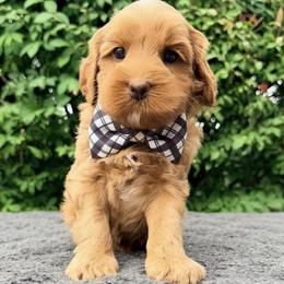 Monarch Cove - Apricot male Australian Labradoodle puppy in Mason, Michigan from Monarch Labradoodles