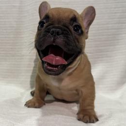 Boy 4 - Fawn male French Bulldog puppy in Walnut, California from Flores Frenchies