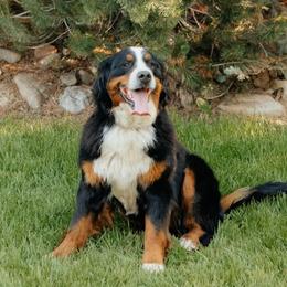Aggie - Bernese Mountain Dog