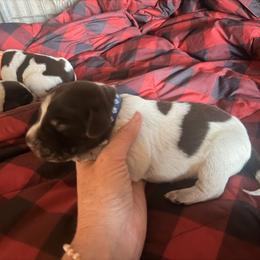 Blue Boy - Brown and gray male Wirehaired Pointing Griffon puppy in Sheldon, Vermont from Ole Poor Farm