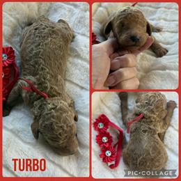 Turbo - Red  male Poodle puppy in Mount Vernon, Illinois from AMC Poodles