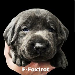 Foxtrot - Charcoal female Dilute Retriever puppy in Sidney, Nebraska from Nebraska Strong Labradors